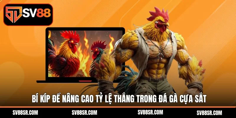 Bí kíp để nâng cao tỷ lệ thắng trong đá gà cựa sắt