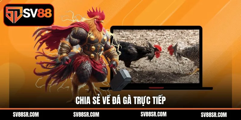 Chia sẻ về đá gà trực tiếp