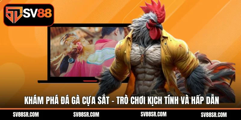 Khám phá đá gà cựa sắt - Trò chơi kịch tính và hấp dẫn