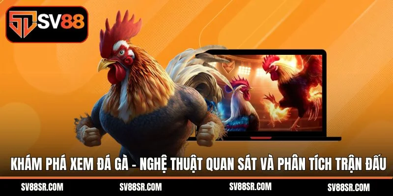 Khám phá xem đá gà - Nghệ thuật quan sát và phân tích trận đấu