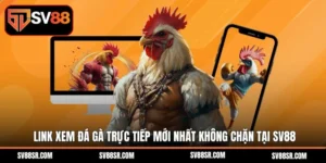 Đá Gà Trực Tiếp